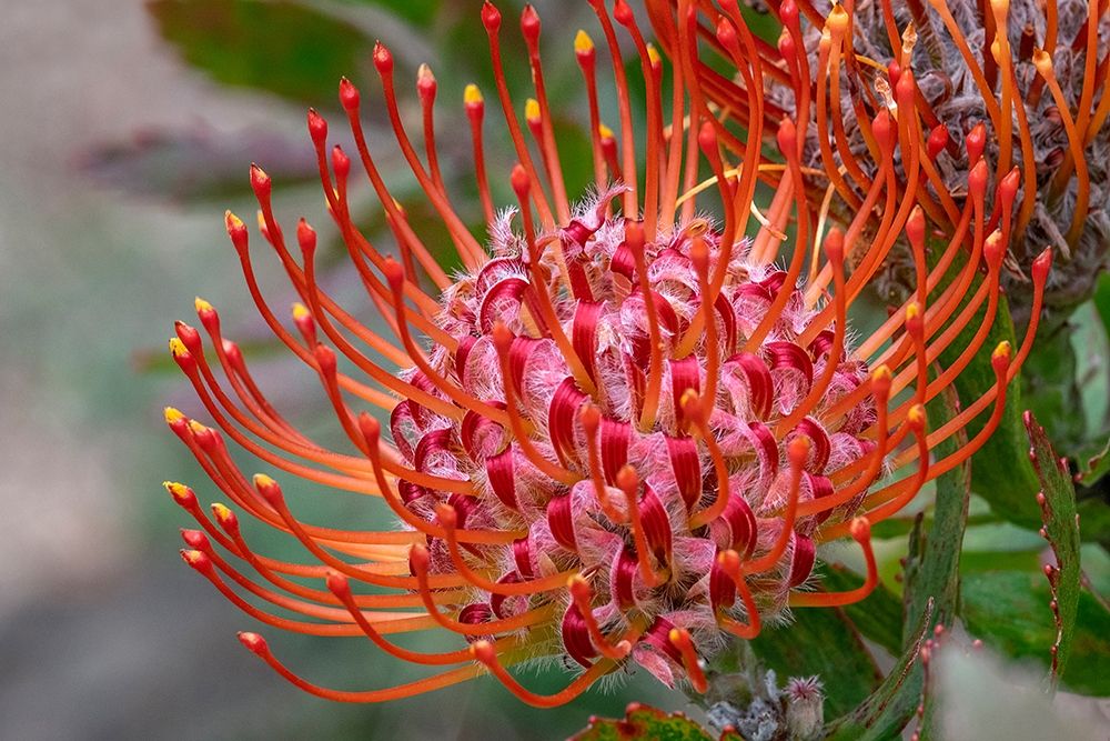 Pincushion flower